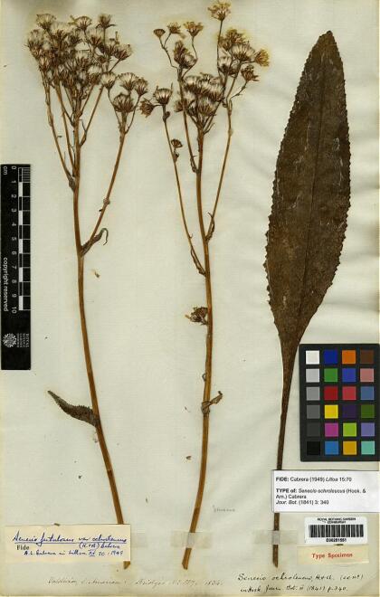 Senecio fistulosus [Espécimen: ]