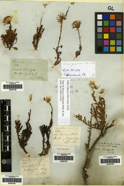 Senecio crithmoides [Espécimen: ]