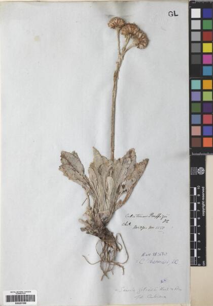 Senecio gilliesii [Espécimen: ]