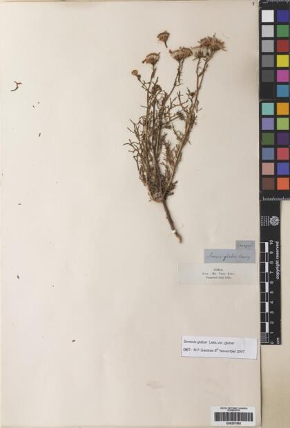 Senecio tocornalii [Espécimen: ]