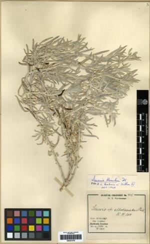 Senecio haenkei [Espécimen: ]