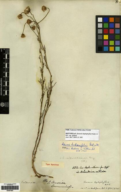 Senecio hakeifolius var. hakeifolius [Espécimen: ]