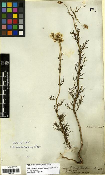 Senecio hakeifolius var. hakeifolius [Espécimen: ]