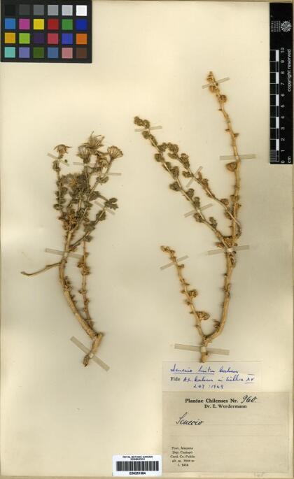 Senecio hirtus [Espécimen: ]