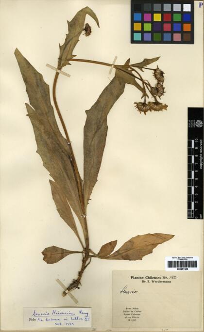 Senecio hieracium [Espécimen: ]