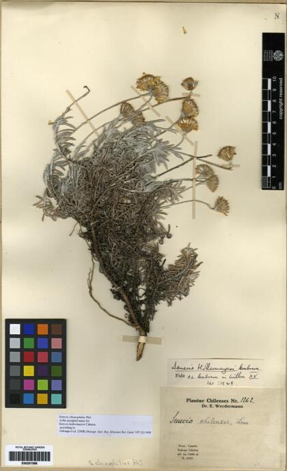 Senecio chionophilus [Espécimen: ]