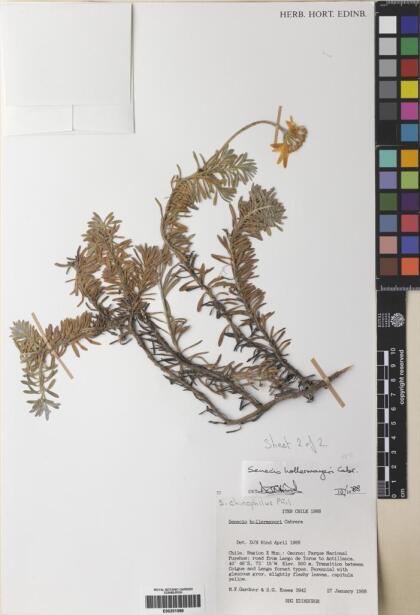 Senecio chionophilus [Espécimen: ]