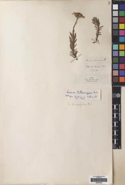 Senecio chionophilus [Espécimen: ]