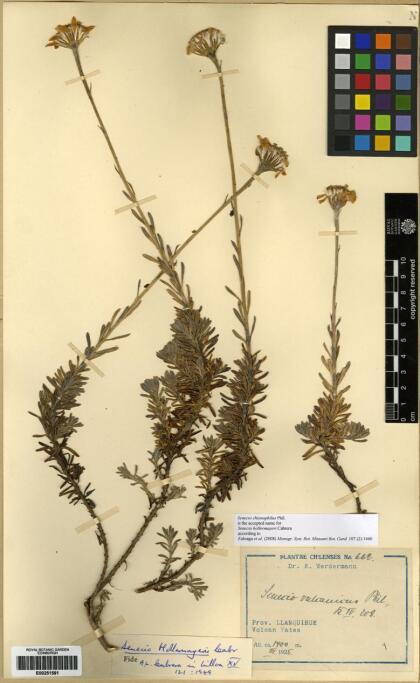 Senecio chionophilus [Espécimen: ]
