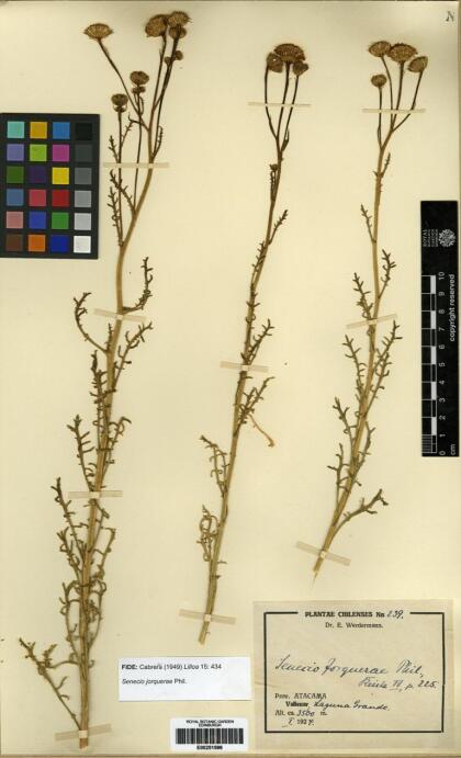 Senecio jorquerae [Espécimen: ]