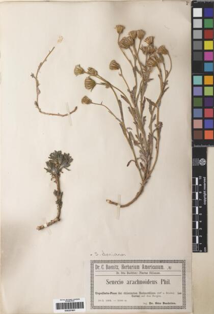 Senecio donianus [Espécimen: ]