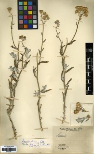 Senecio haenkei [Espécimen: ]