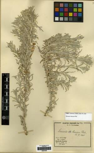 Senecio haenkei [Espécimen: ]