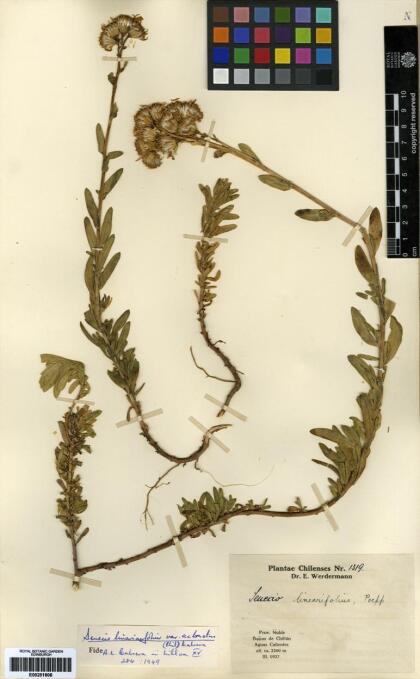 Senecio linariifolius var. aclonetus [Espécimen: ]