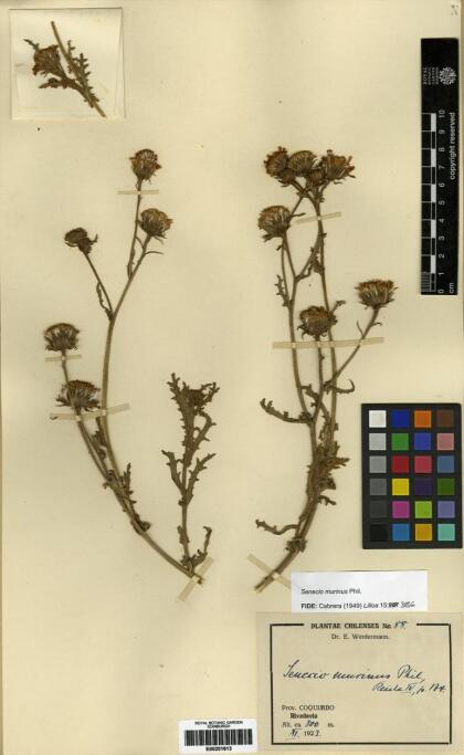 Senecio murinus [Espécimen: ]