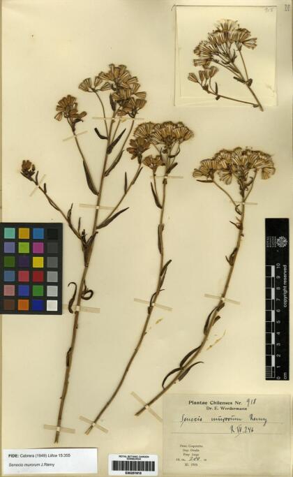 Senecio murorum [Espécimen: ]