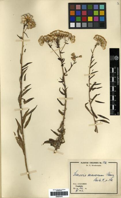 Senecio murorum [Espécimen: ]