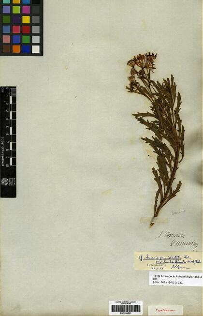 Senecio paucidentatus [Espécimen: ]