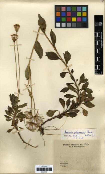 Senecio pilquensis [Espécimen: ]