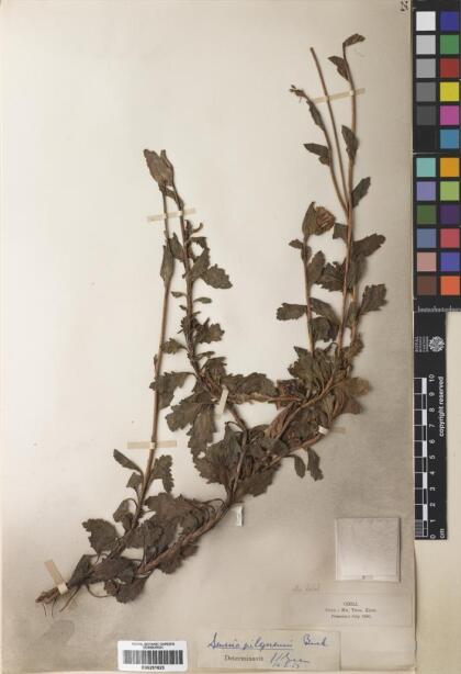 Senecio pilquensis [Espécimen: ]