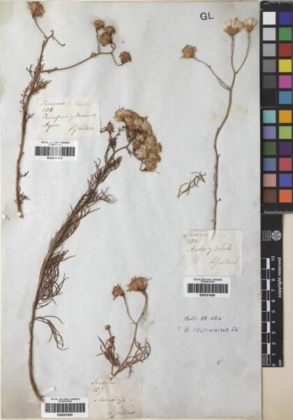 Senecio gilliesii [Espécimen: ]