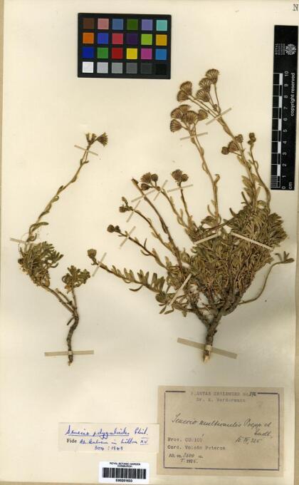 Senecio polygaloides [Espécimen: ]