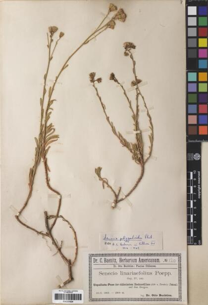 Senecio polygaloides [Espécimen: ]