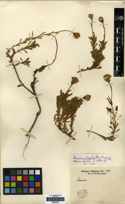 Senecio polyphyllus [Espécimen: ]