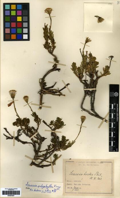 Senecio polyphyllus [Espécimen: ]