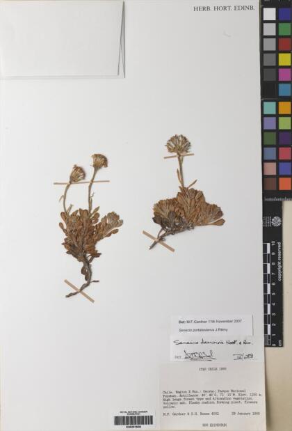 Senecio portalesianus [Espécimen: ]