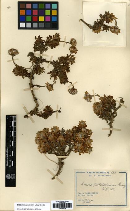 Senecio portalesianus [Espécimen: ]