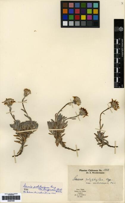 Senecio portalesianus var. lanuginosus [Espécimen: ]
