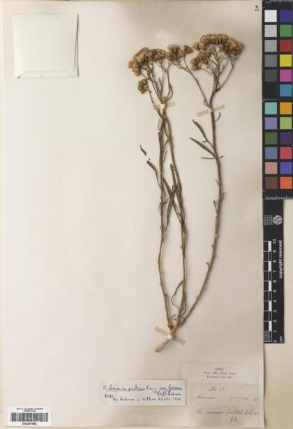 Senecio proteus var. geissei [Espécimen: ]