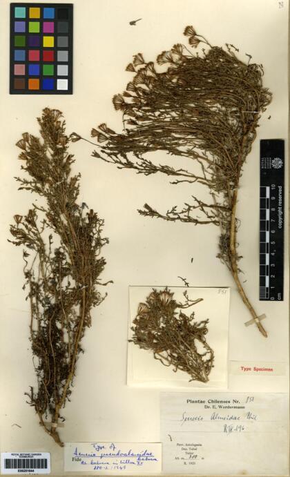 Senecio pseudalmeidae [Espécimen: ]