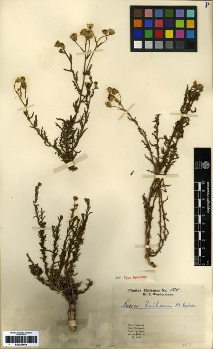 Senecio reicheanus [Espécimen: ]