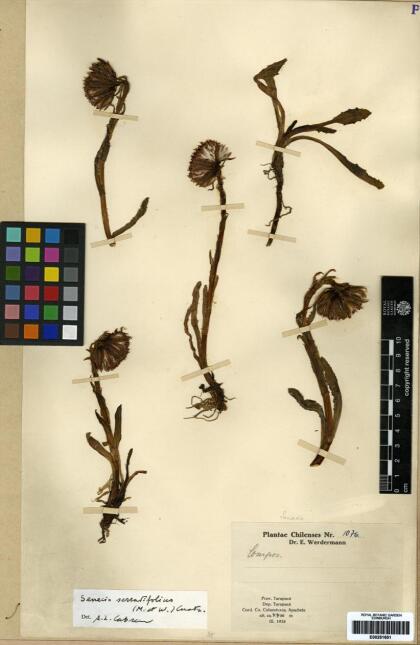 Senecio serratifolius [Espécimen: ]