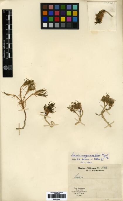 Senecio scorzonerifolius [Espécimen: ]