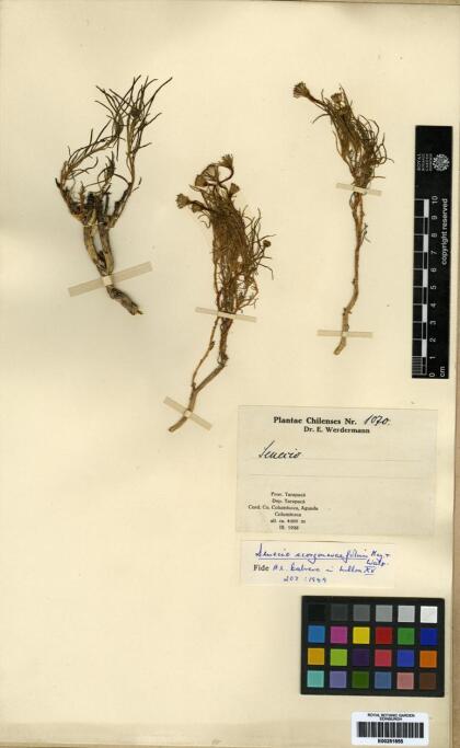 Senecio scorzonerifolius [Espécimen: ]