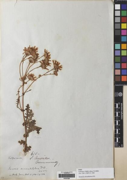 Senecio sinuatilobus [Espécimen: ]