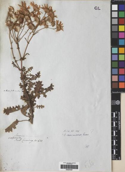 Senecio sinuatilobus [Espécimen: ]