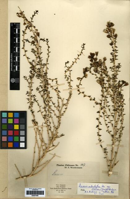 Senecio subulatus var. salsus [Espécimen: ]