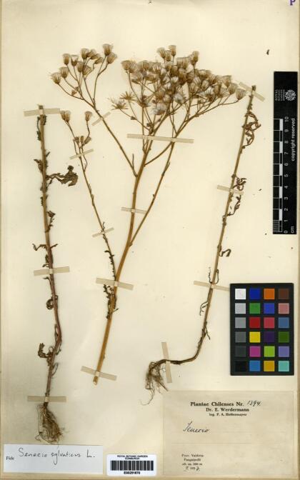 Senecio sylvaticus [Espécimen: ]