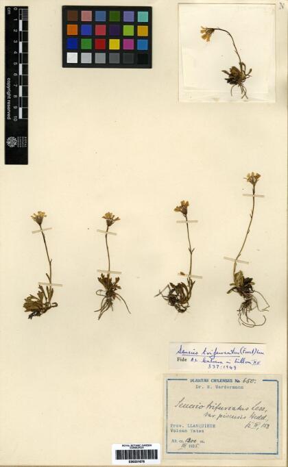 Haplosticha trifurcata [Espécimen: ]