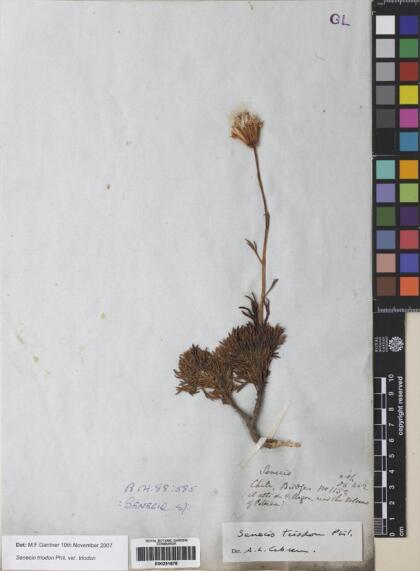 Senecio triodon [Espécimen: ]