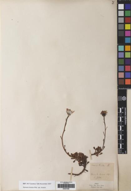 Senecio triodon [Espécimen: ]