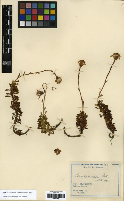 Senecio triodon [Espécimen: ]