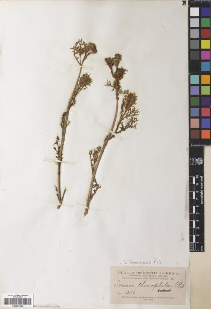 Senecio troncosii [Espécimen: ]