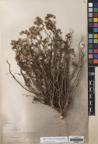 Senecio troncosii [Espécimen: ]