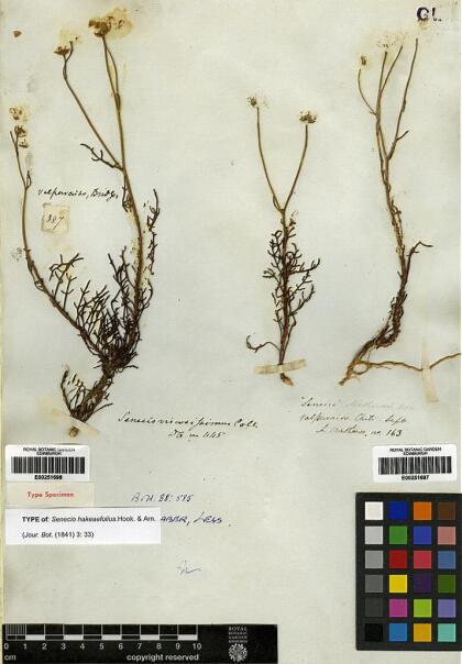Senecio viscosissimus [Espécimen: ]