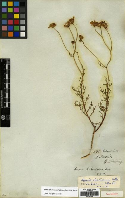 Senecio viscosissimus [Espécimen: ]